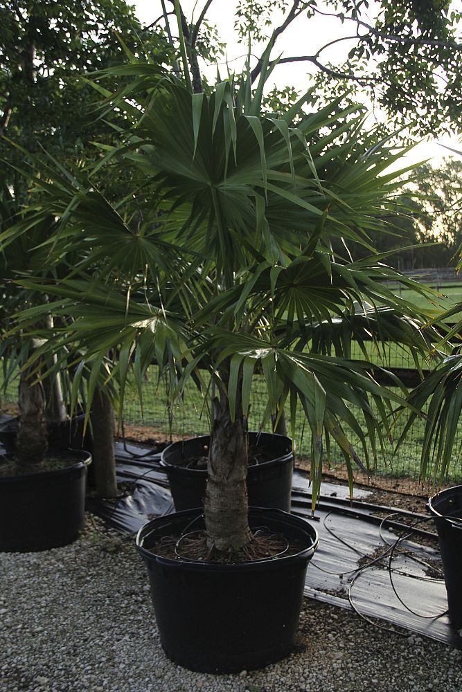 thrinax-radiata-florida-thatch-palm