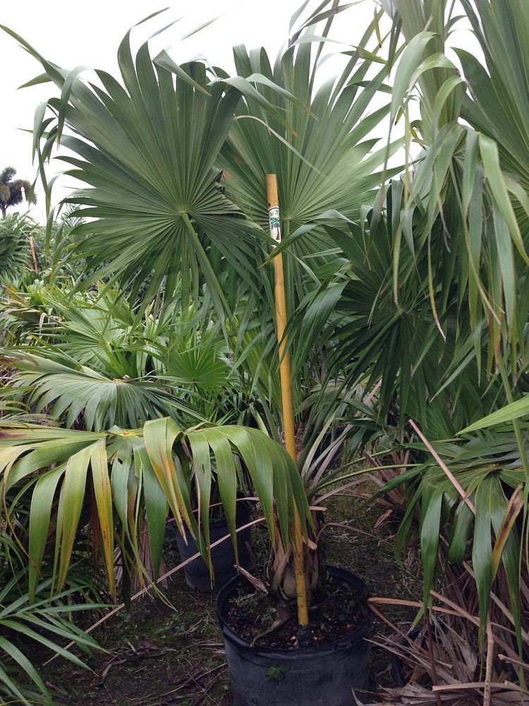 thrinax-radiata-florida-thatch-palm