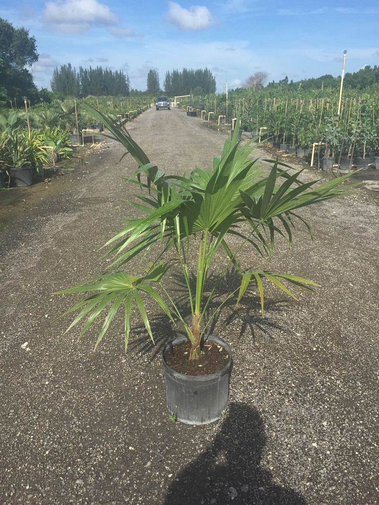 thrinax-radiata-florida-thatch-palm