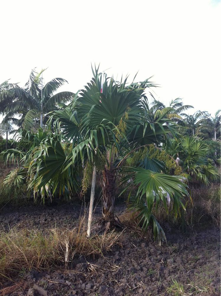 thrinax-radiata-florida-thatch-palm