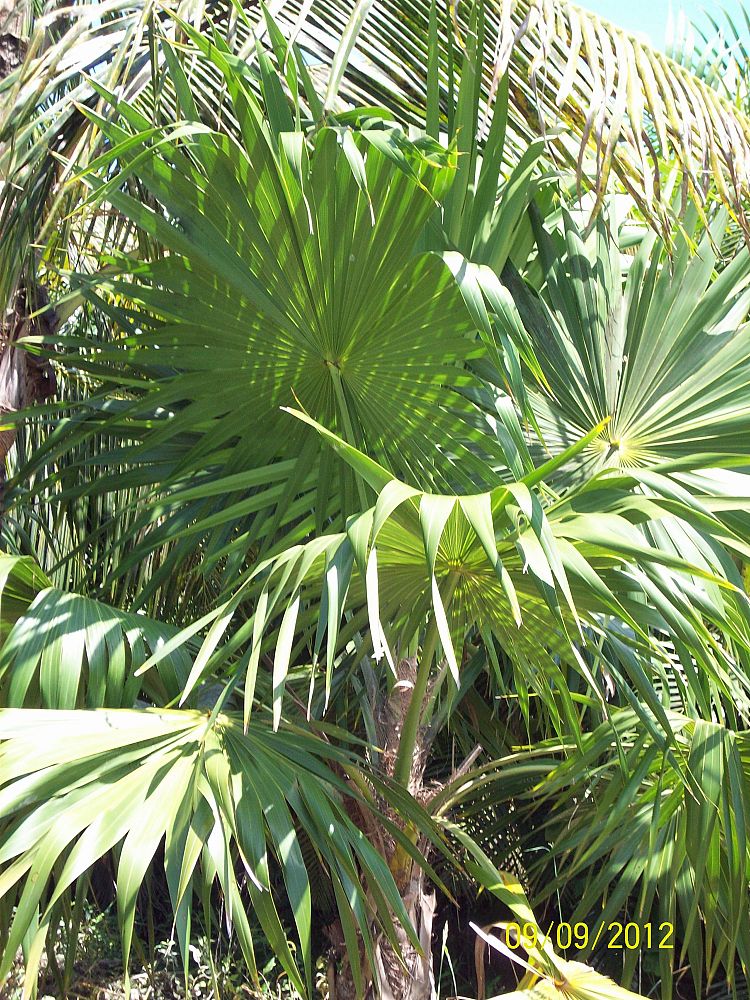 thrinax-radiata-florida-thatch-palm