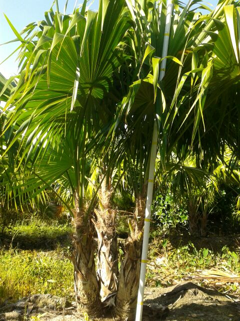 thrinax-radiata-florida-thatch-palm