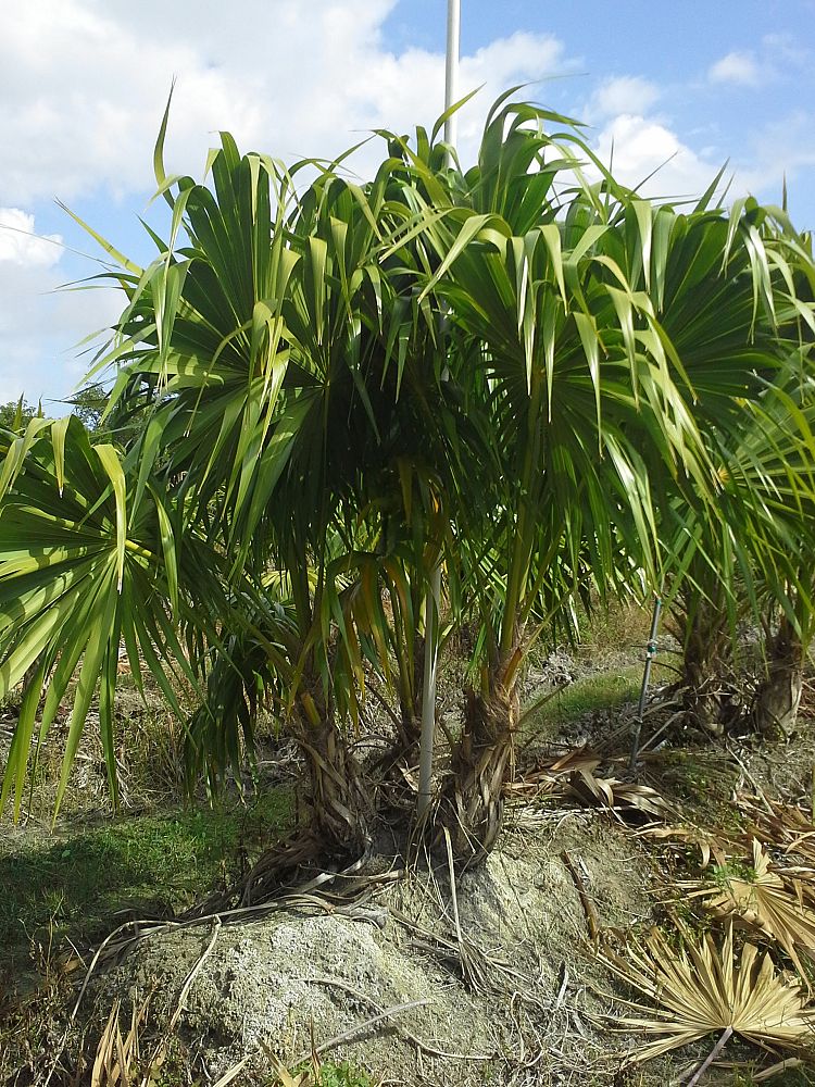 thrinax-radiata-florida-thatch-palm