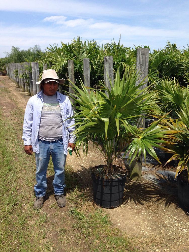 thrinax-radiata-florida-thatch-palm