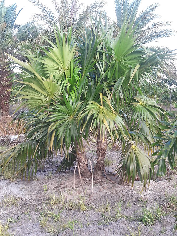 thrinax-radiata-florida-thatch-palm