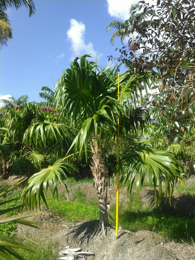 thrinax-radiata-florida-thatch-palm