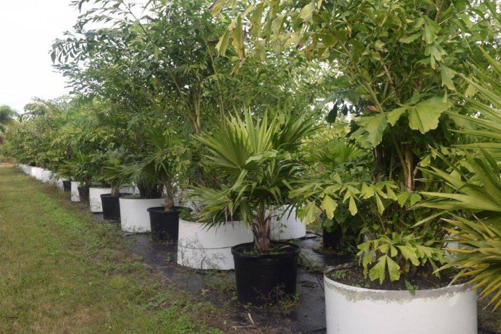 thrinax-radiata-florida-thatch-palm