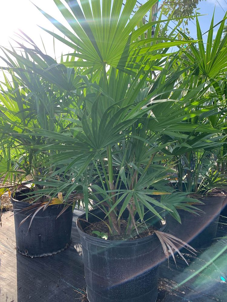 thrinax-radiata-florida-thatch-palm