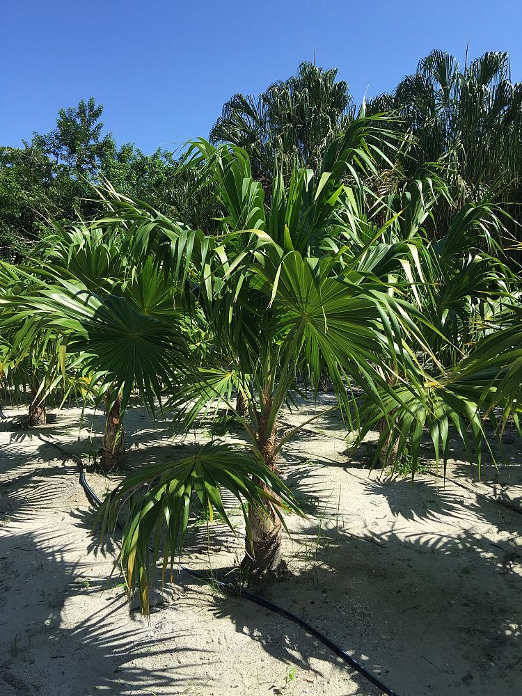 thrinax-radiata-florida-thatch-palm