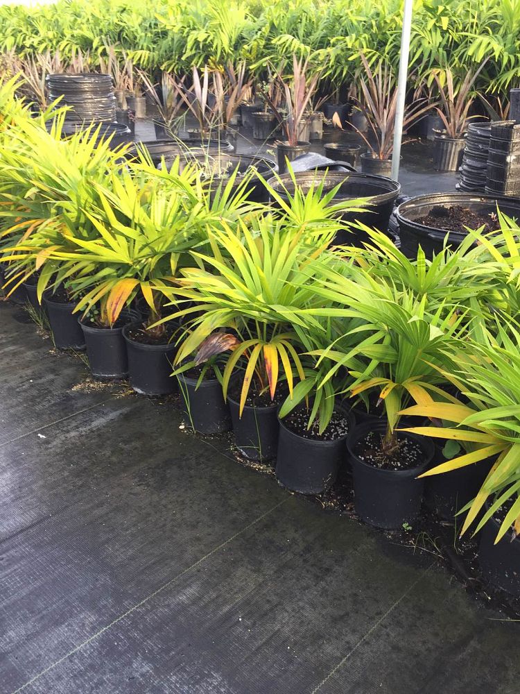 thrinax-radiata-florida-thatch-palm