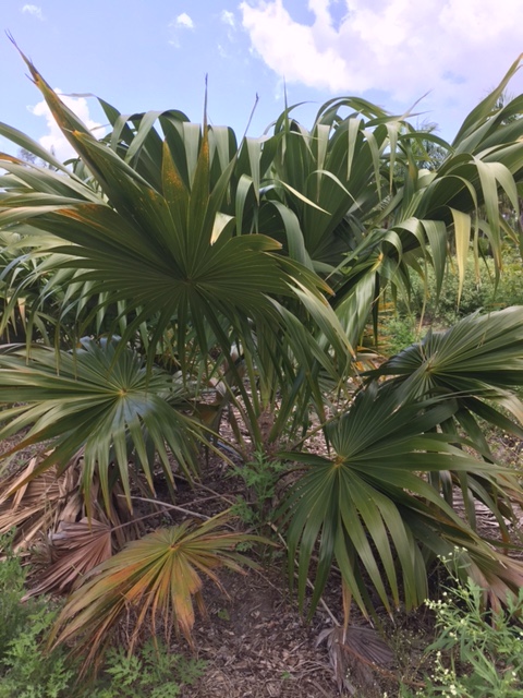 thrinax-radiata-florida-thatch-palm