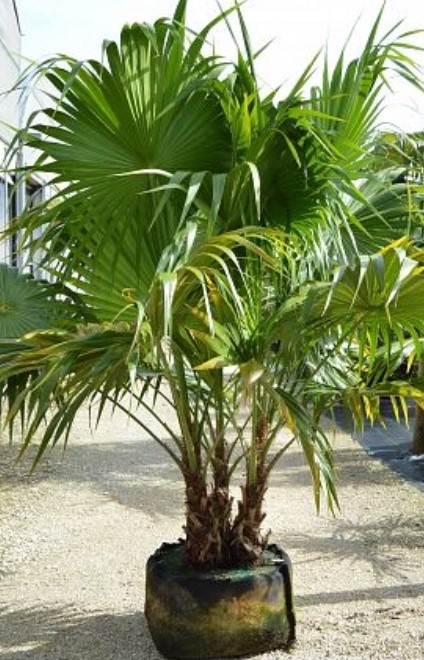 thrinax-radiata-florida-thatch-palm