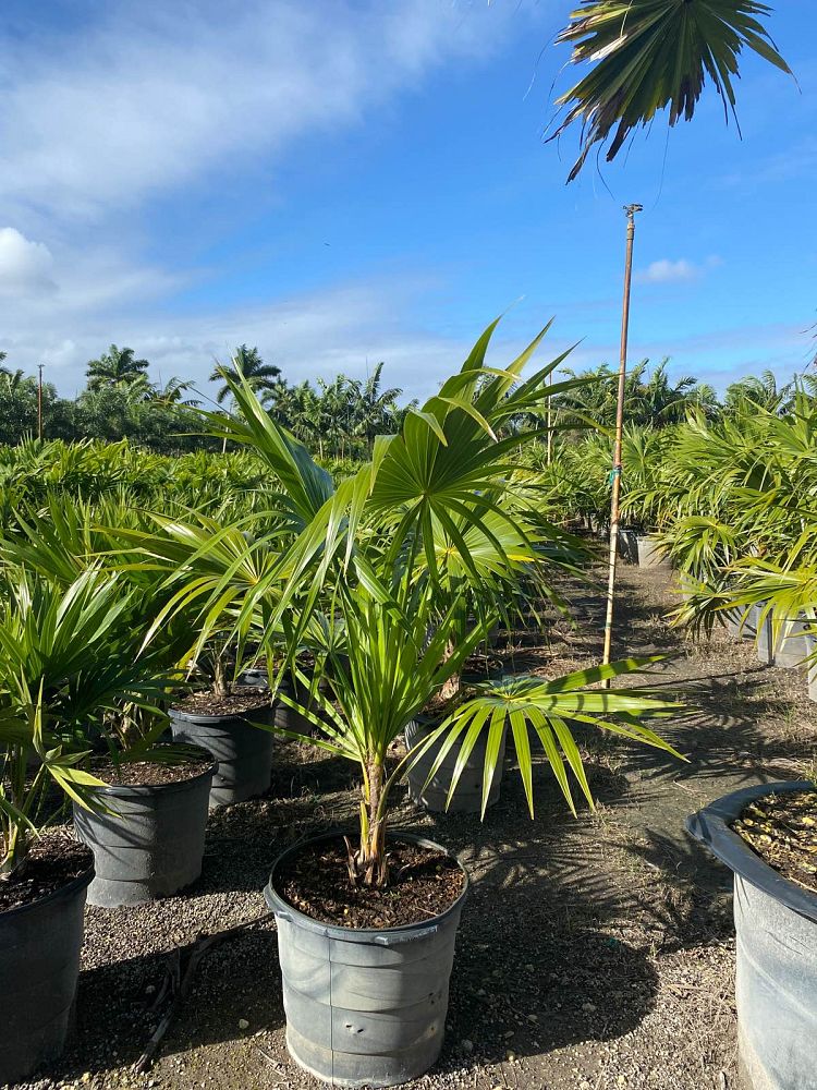 thrinax-radiata-florida-thatch-palm