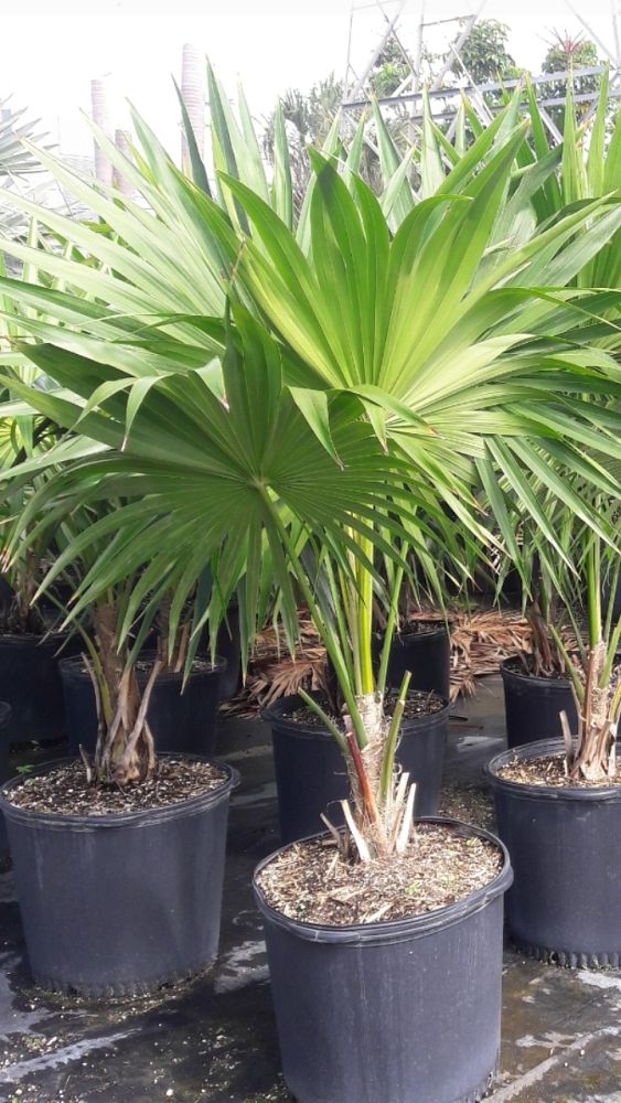 thrinax-radiata-florida-thatch-palm