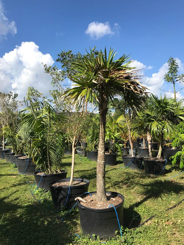 thrinax-radiata-florida-thatch-palm
