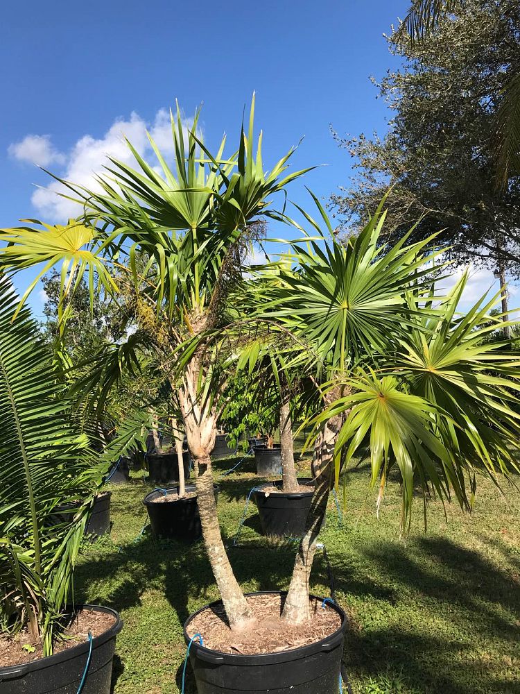 thrinax-radiata-florida-thatch-palm