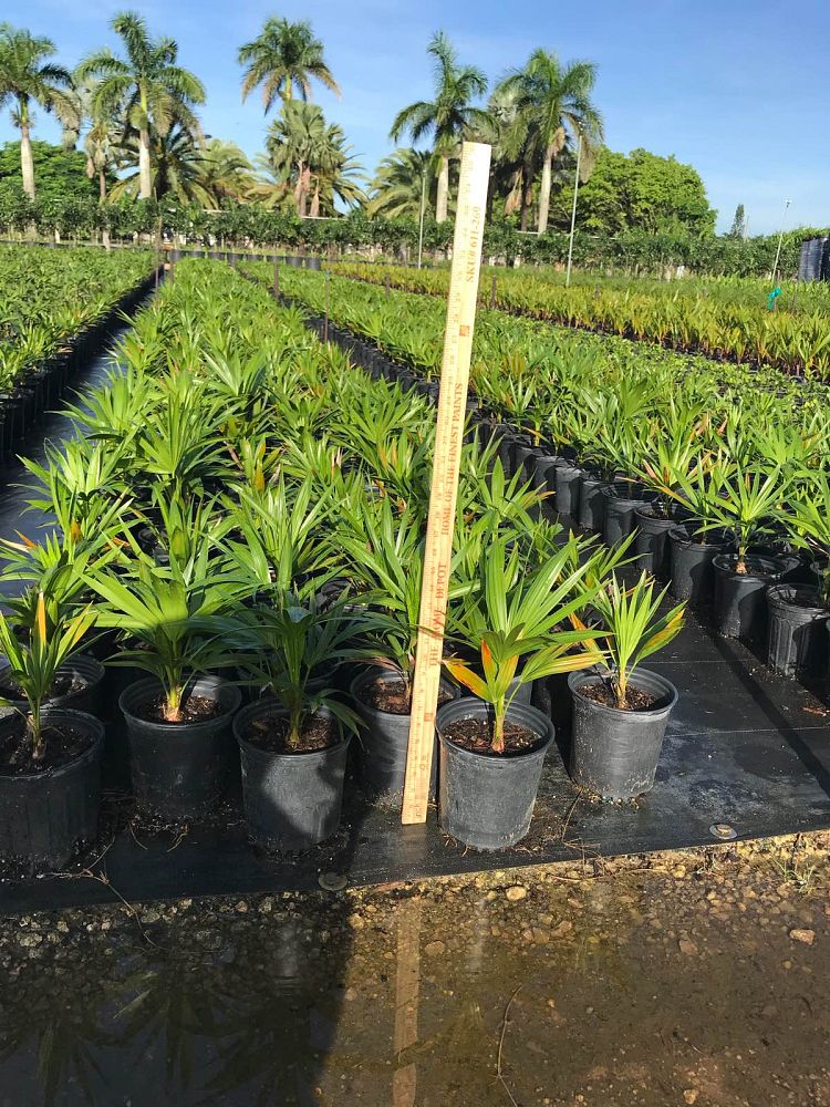 thrinax-radiata-florida-thatch-palm