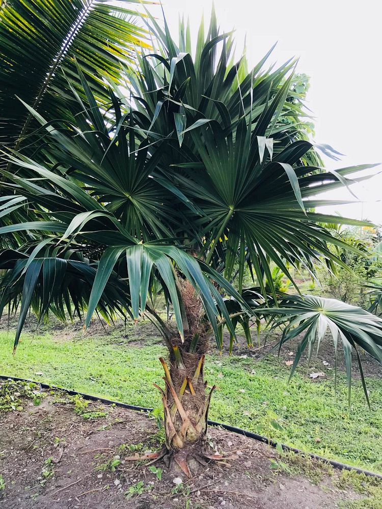 thrinax-radiata-florida-thatch-palm