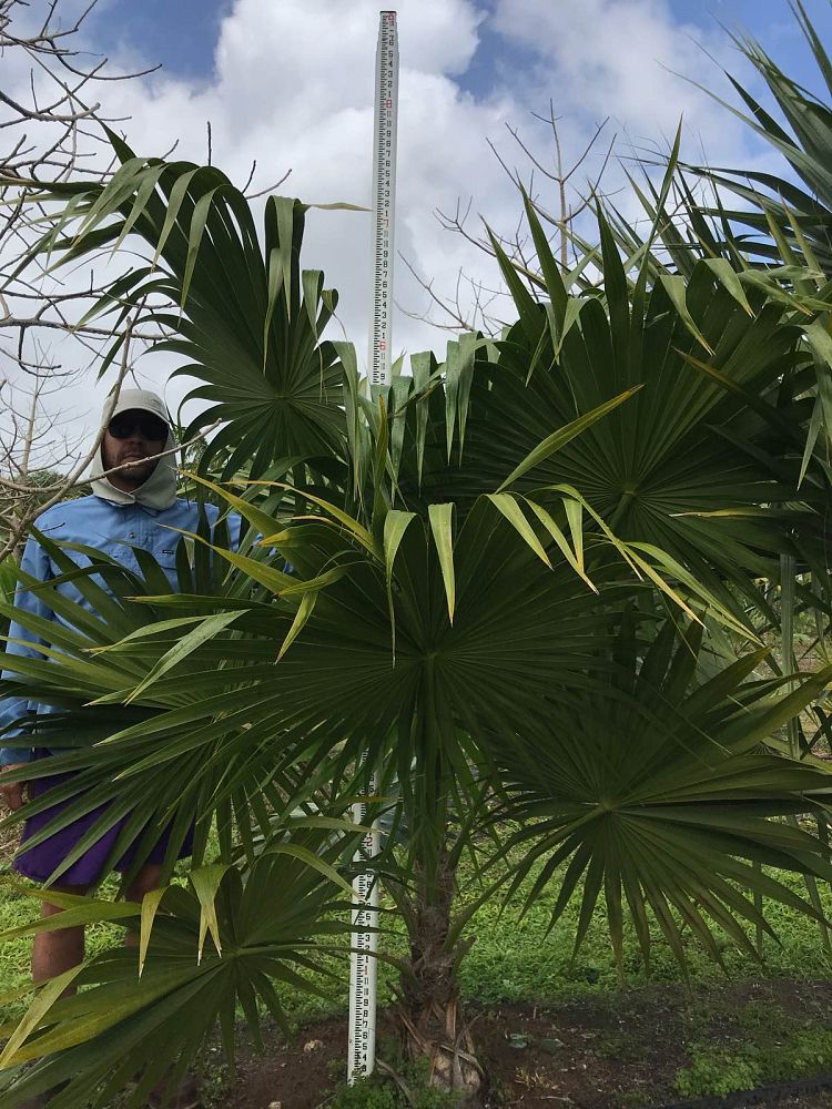 thrinax-radiata-florida-thatch-palm