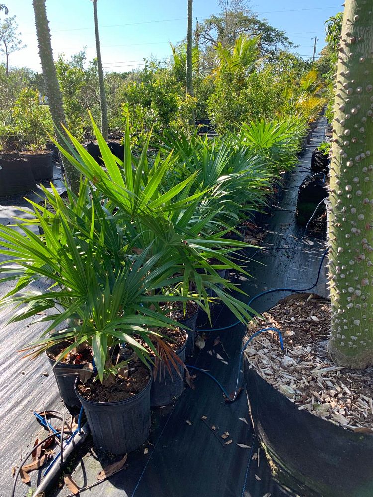 thrinax-radiata-florida-thatch-palm