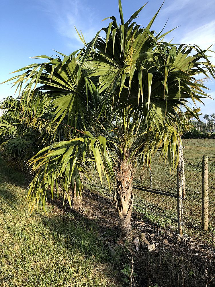 thrinax-radiata-florida-thatch-palm