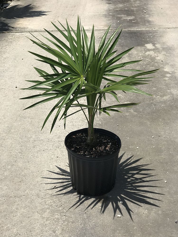 thrinax-radiata-florida-thatch-palm