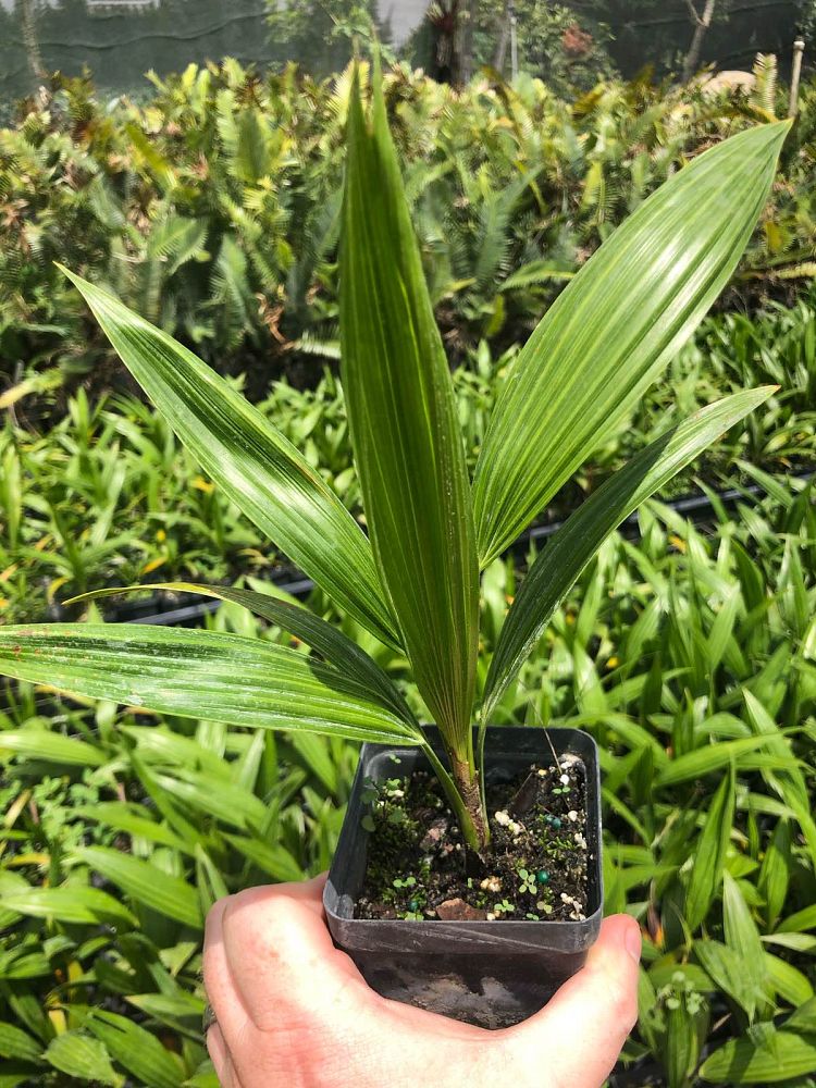 thrinax-radiata-florida-thatch-palm