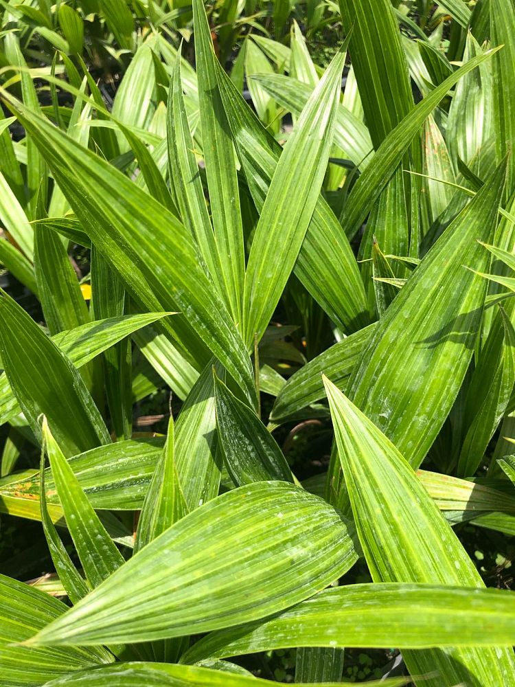 thrinax-radiata-florida-thatch-palm