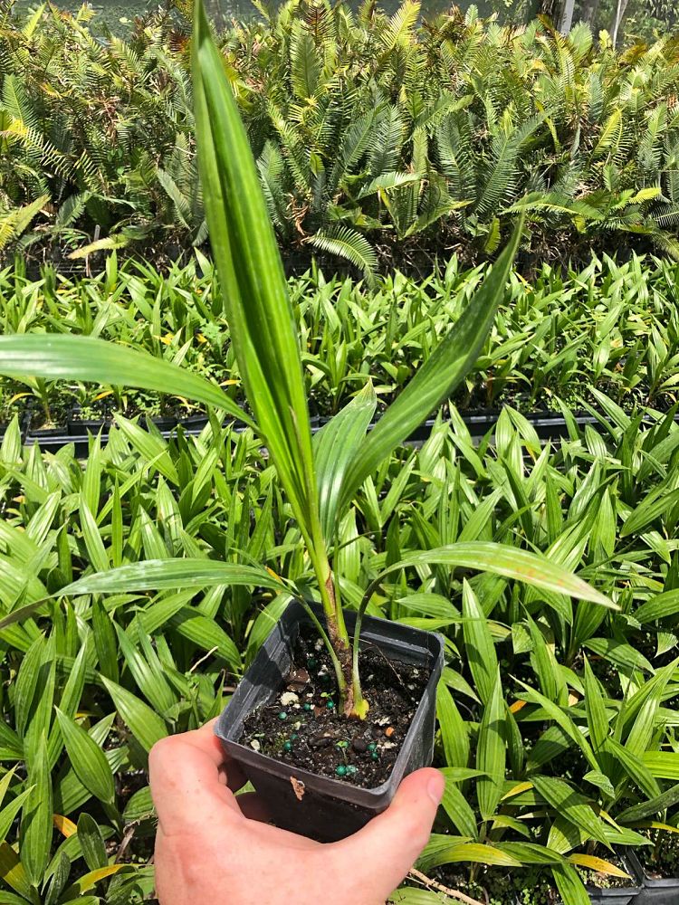 thrinax-radiata-florida-thatch-palm