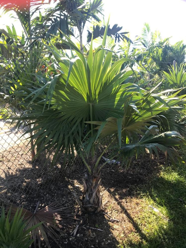 thrinax-radiata-florida-thatch-palm