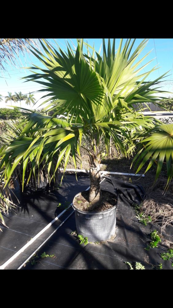 thrinax-radiata-florida-thatch-palm