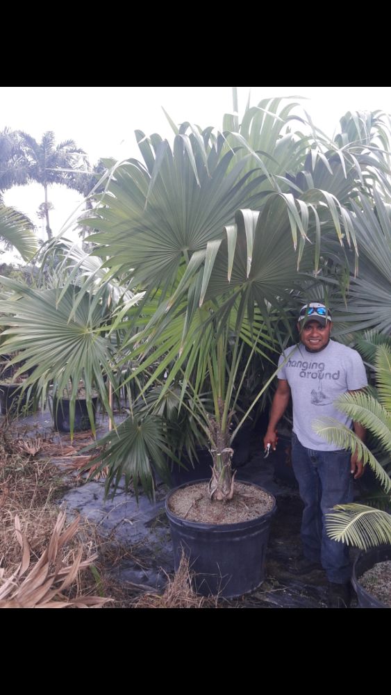 thrinax-radiata-florida-thatch-palm