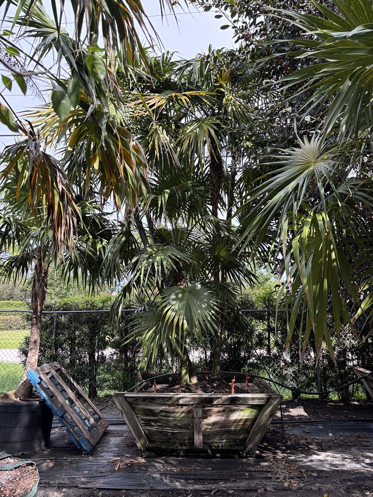 thrinax-radiata-florida-thatch-palm