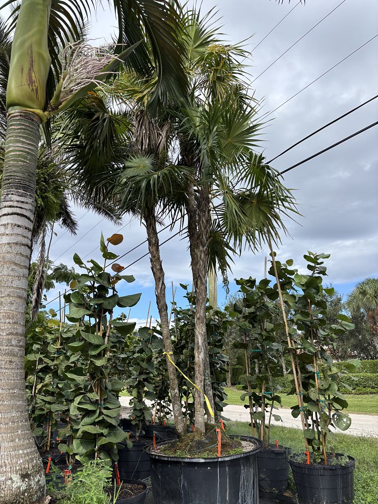 thrinax-radiata-florida-thatch-palm