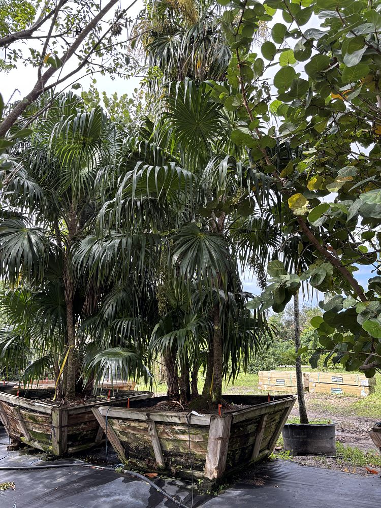 thrinax-radiata-florida-thatch-palm