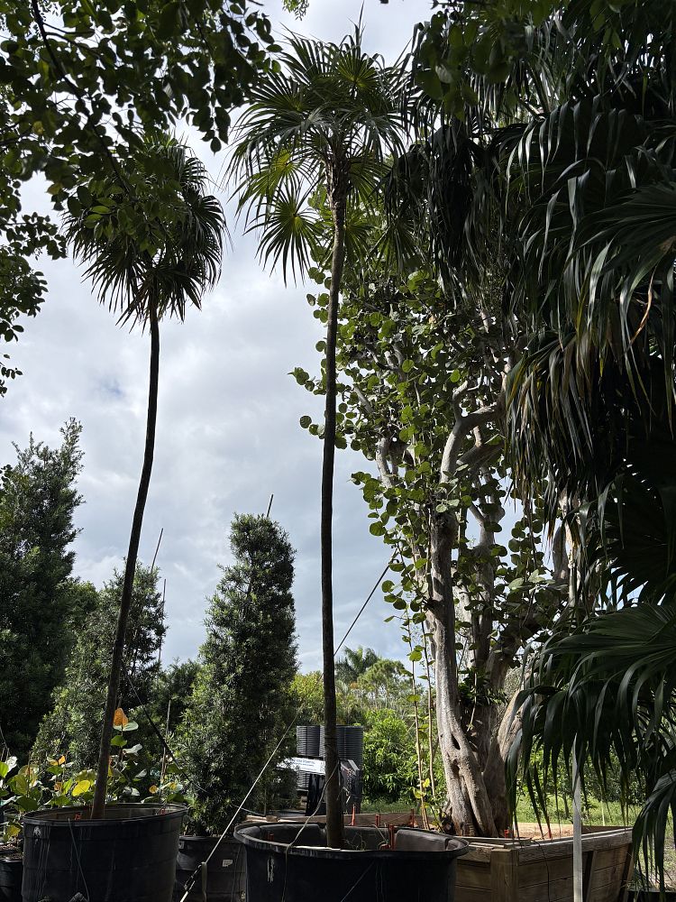 thrinax-radiata-florida-thatch-palm