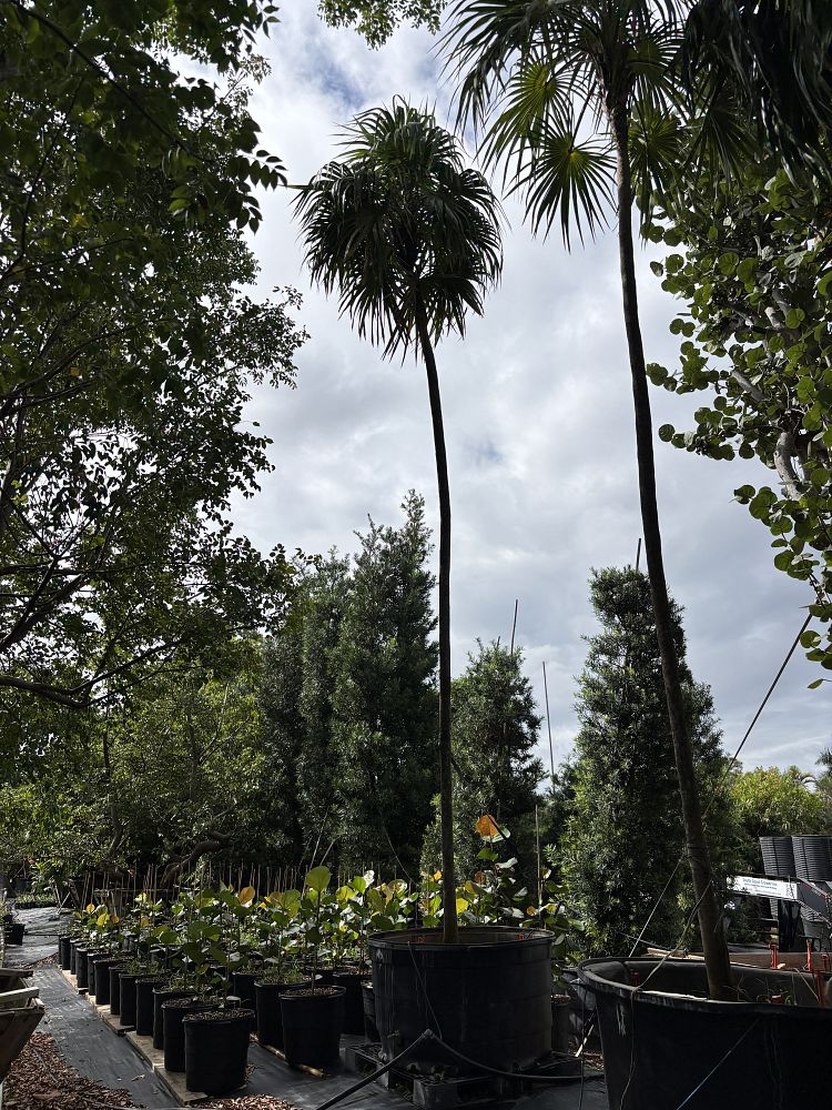 thrinax-radiata-florida-thatch-palm