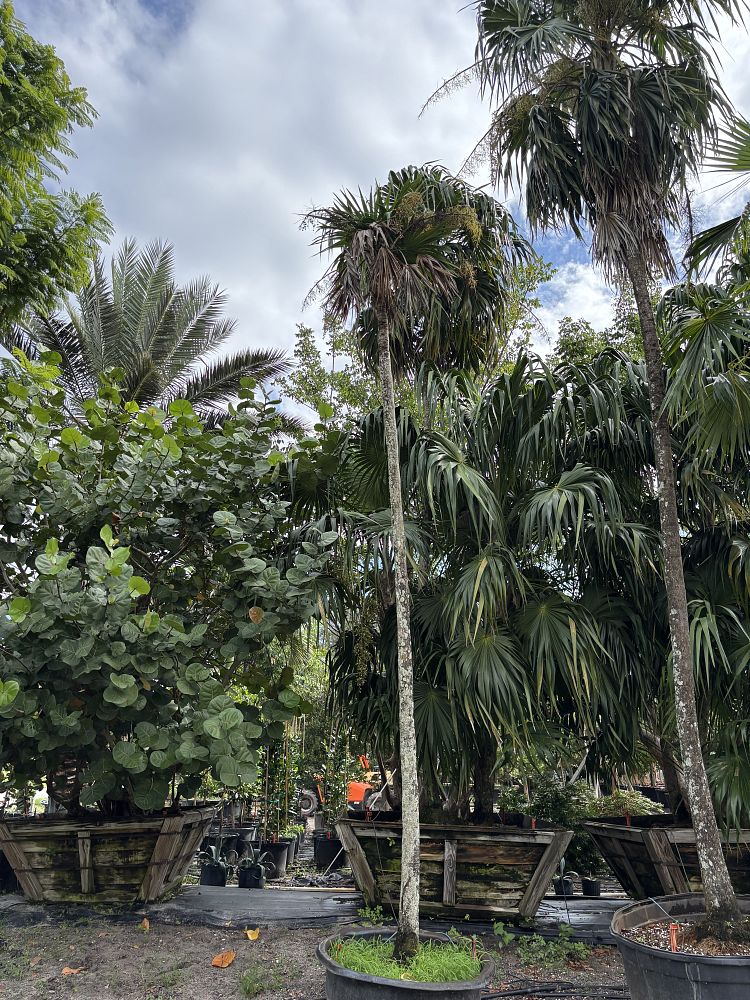 thrinax-radiata-florida-thatch-palm