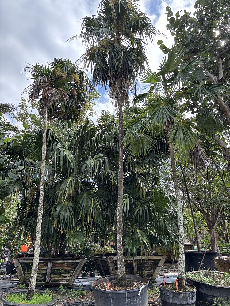 thrinax-radiata-florida-thatch-palm