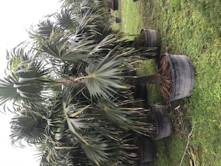 thrinax-radiata-florida-thatch-palm