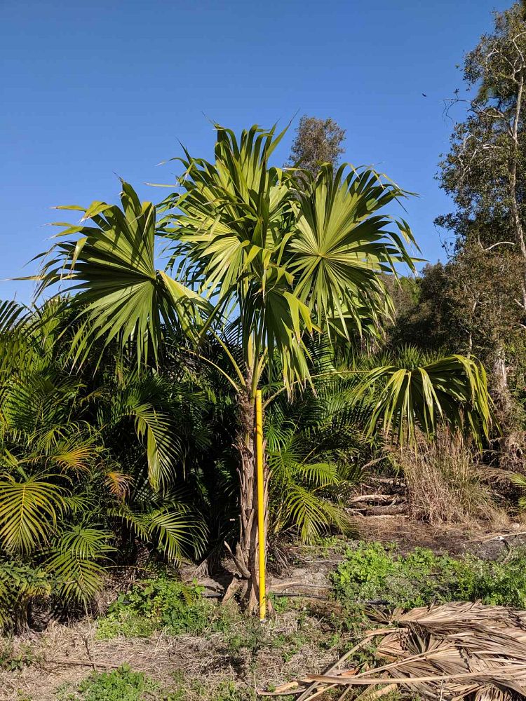 thrinax-radiata-florida-thatch-palm