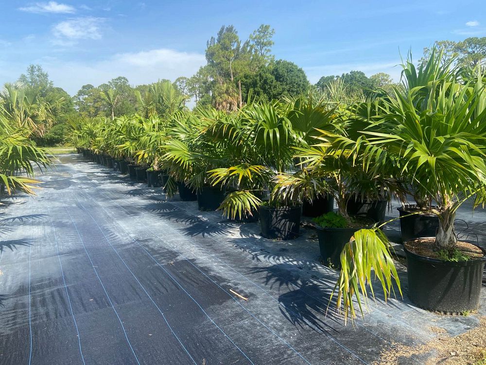 thrinax-radiata-florida-thatch-palm