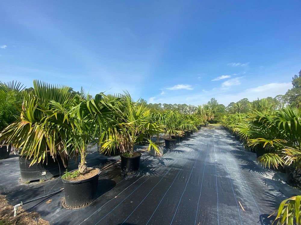 thrinax-radiata-florida-thatch-palm