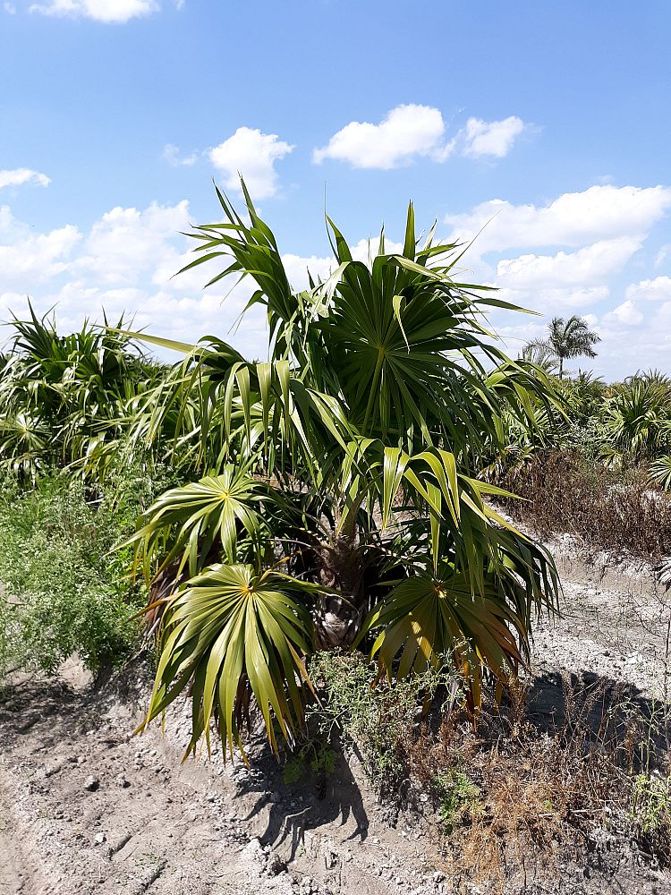 thrinax-radiata-florida-thatch-palm