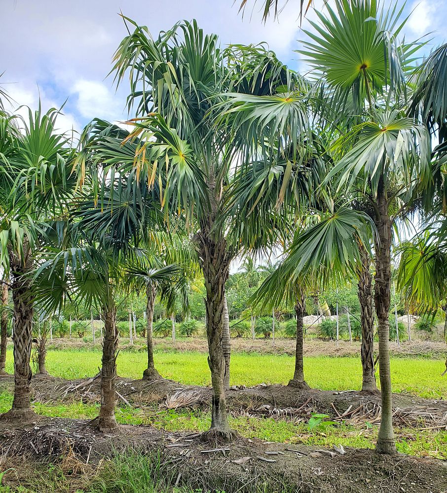thrinax-radiata-florida-thatch-palm