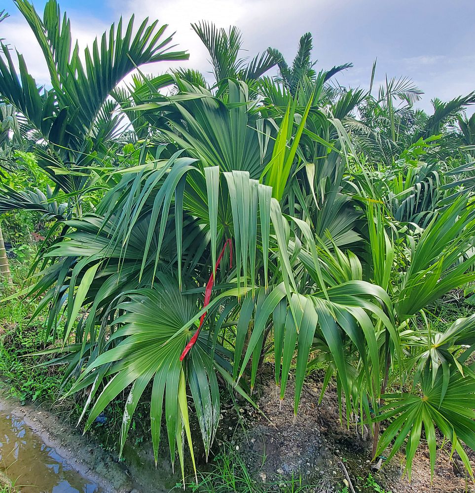 thrinax-radiata-florida-thatch-palm