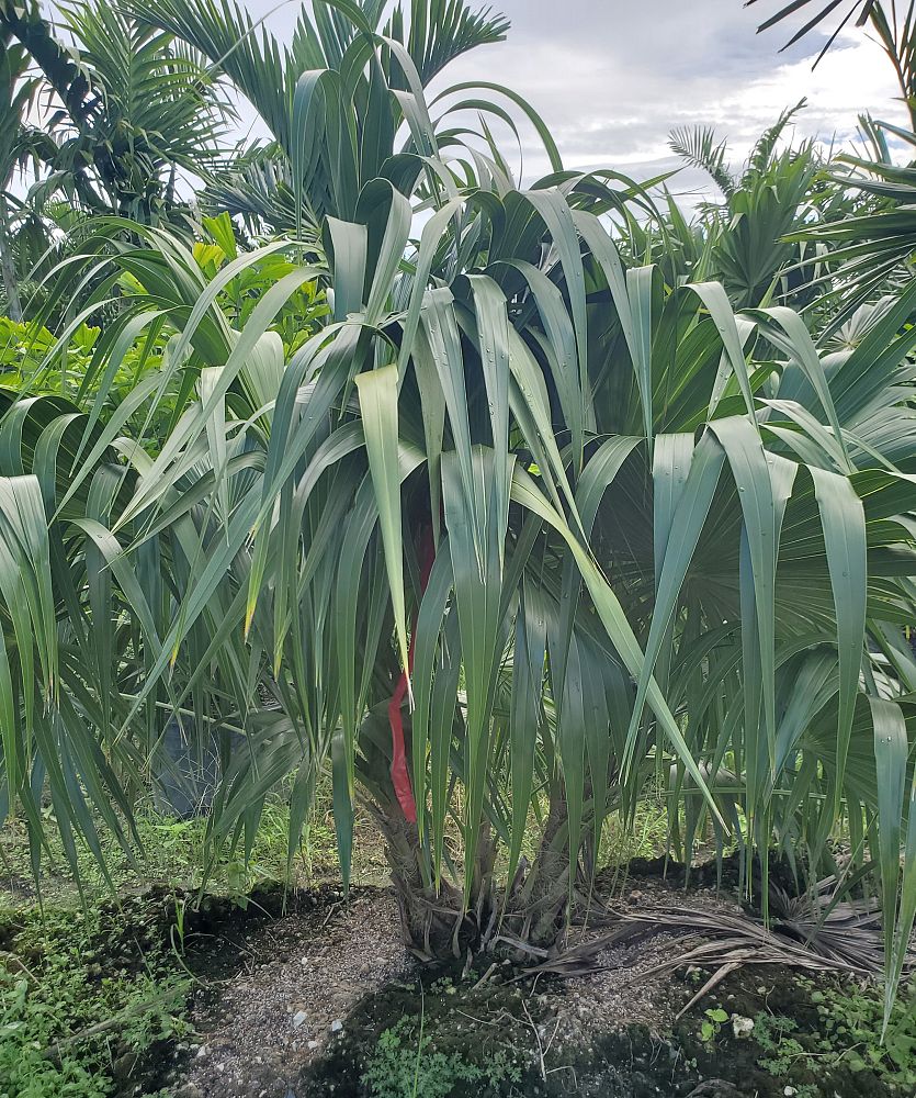 thrinax-radiata-florida-thatch-palm