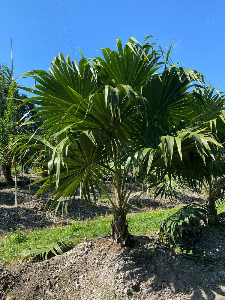 thrinax-radiata-florida-thatch-palm