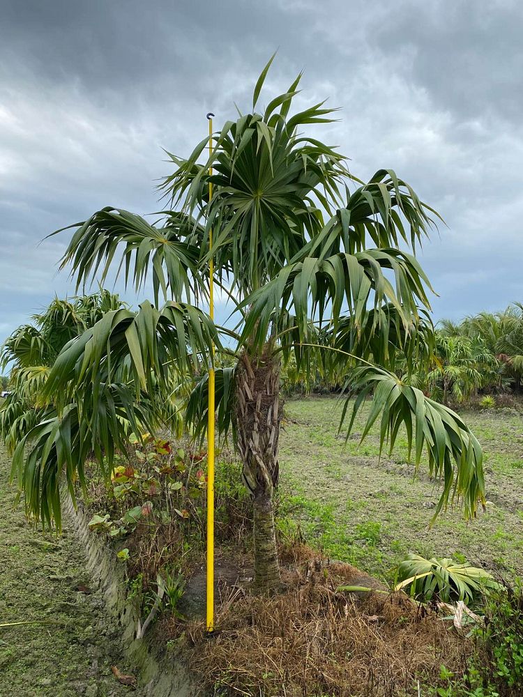 thrinax-radiata-florida-thatch-palm