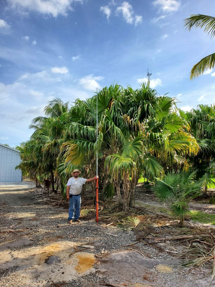 thrinax-radiata-florida-thatch-palm
